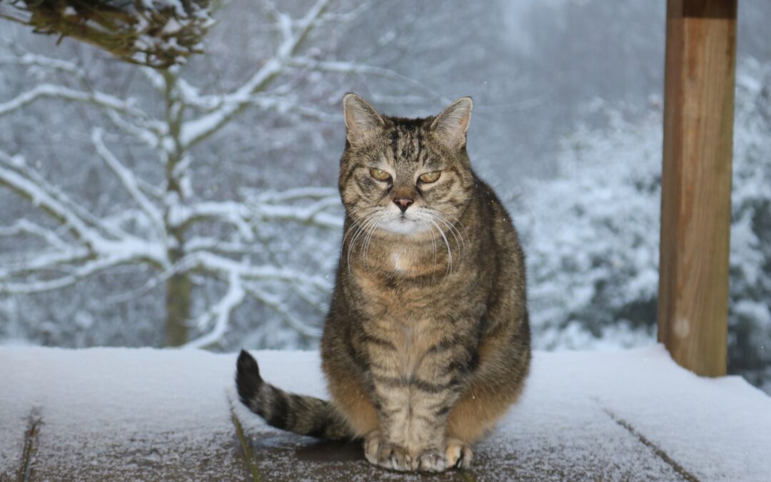 Selbstbestimmtheit von Katzen – wenn Katzen entscheiden