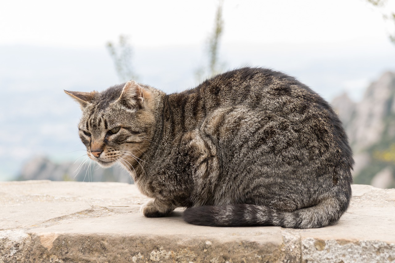 kauerhaltung-katze-deshalb-sitzt-deine-katze-so-komisch