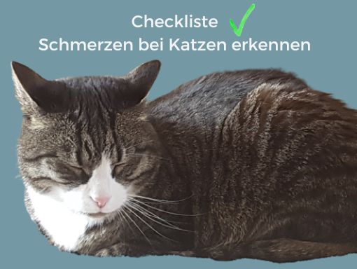 checkliste schmerzen bei katzen erkennen