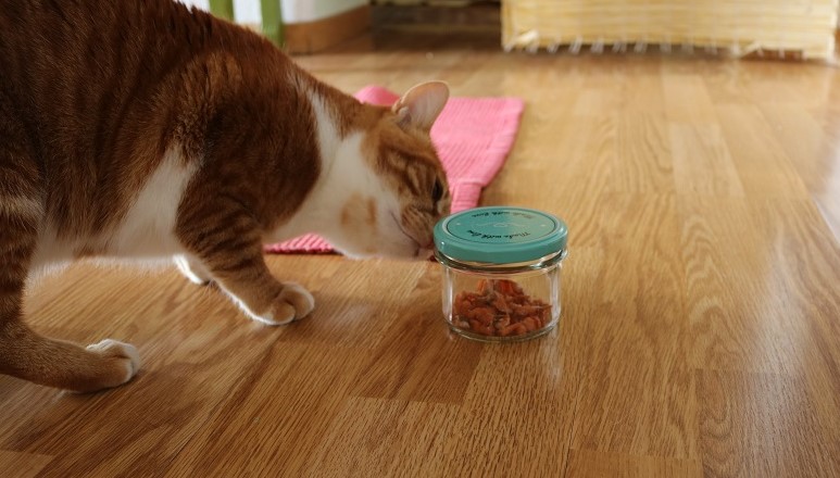 Lachsleckerchen – ein gesunder Katzensnack zum Selbermachen
