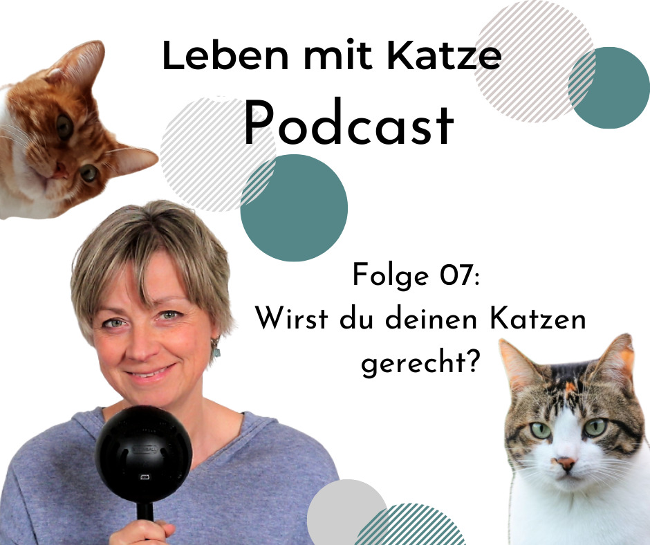 leben mit katze podcast beduerfnisse-von-katzen