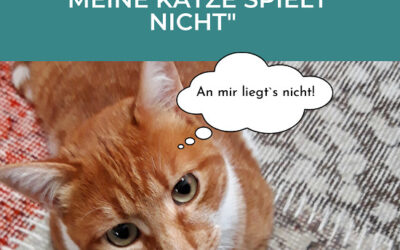 Meine Katze spielt nicht! Das steckt dahinter…