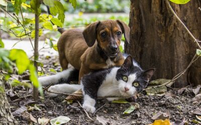 Du hast keine Zeit für einen Hund? Dann leg dir bloß keine Katze(n) zu!