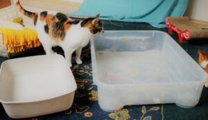 Katzen bestimmen ihr Katzenklo selber