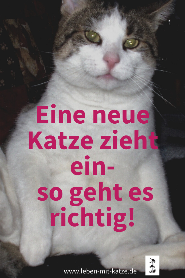 Neue Katze zieht ein So gelingt die Bekanntmachung deiner Katzen