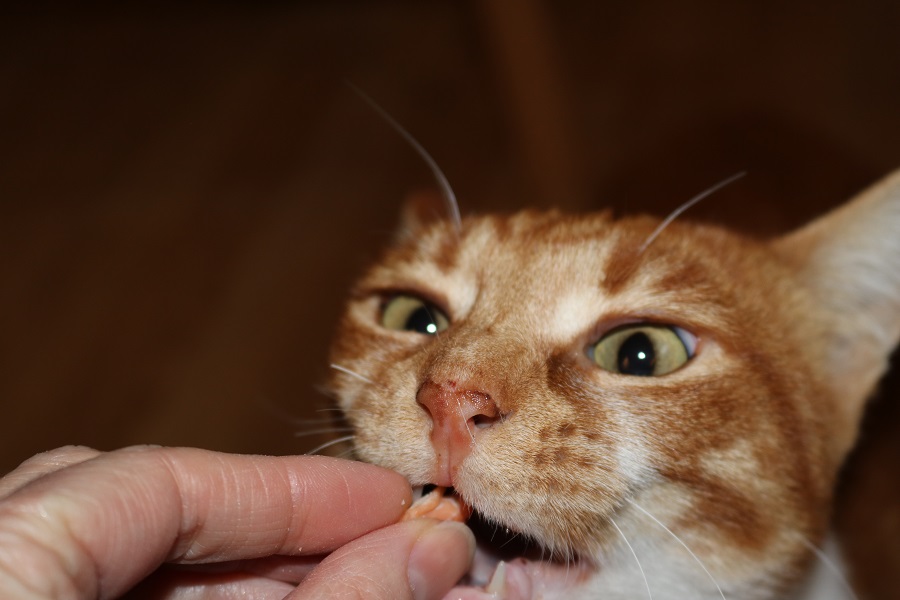 Katze frisst gesunden Katzensnack