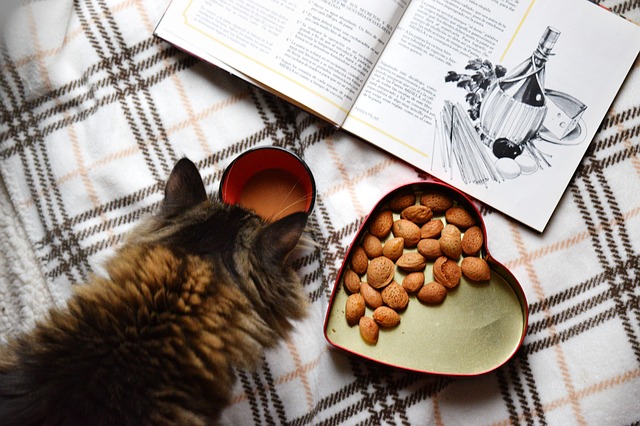 Trockenfutter für Katzen – Segen oder Fluch?