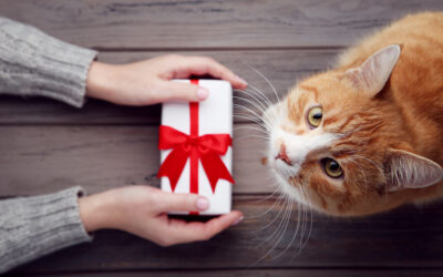 Die besten Geschenke für deine Katze