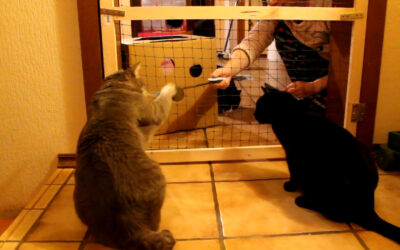Zusammenführung von Katzen an einer Gittertür