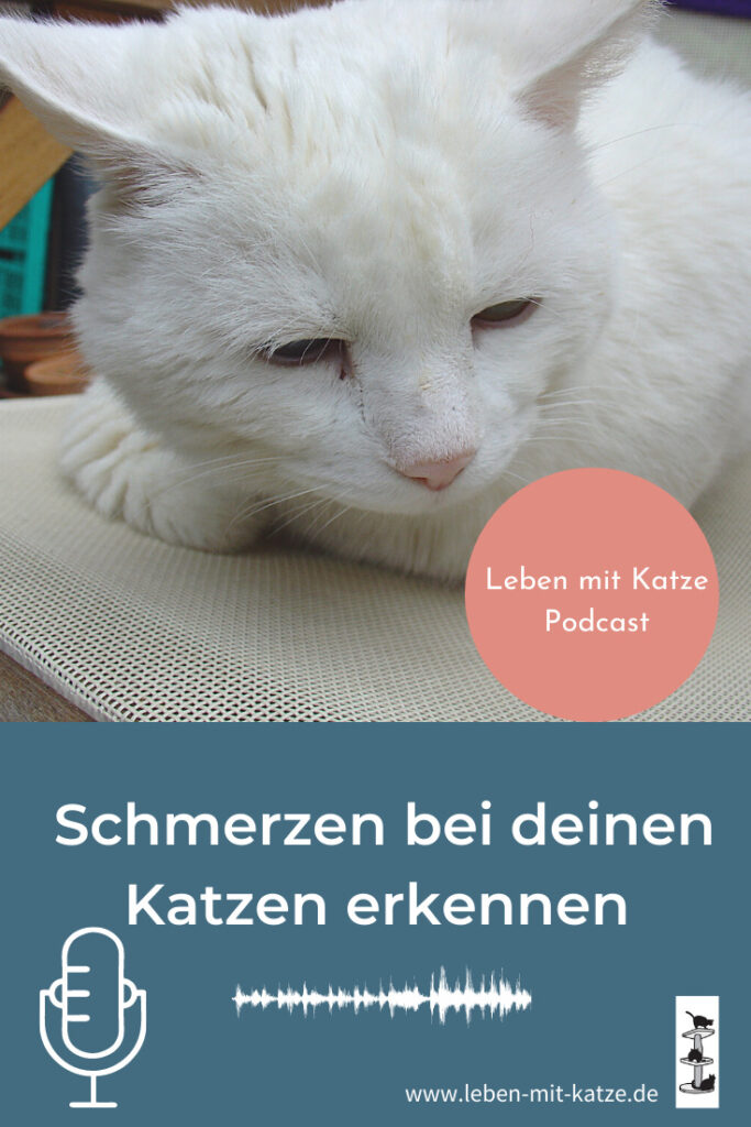 leben mit katze podcast schmerzen bei katzen erkennen mimik & koerperhaltung