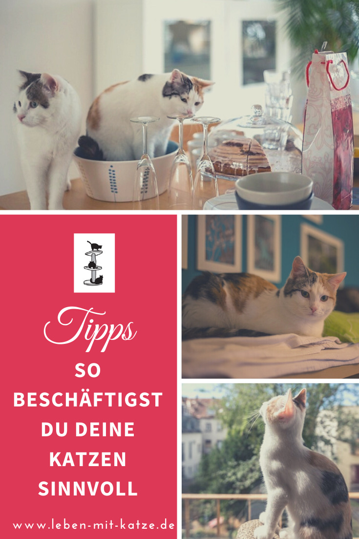 Ideen Wohnungskatzen beschäftigen-2 katzen artgerecht beschaeftigen