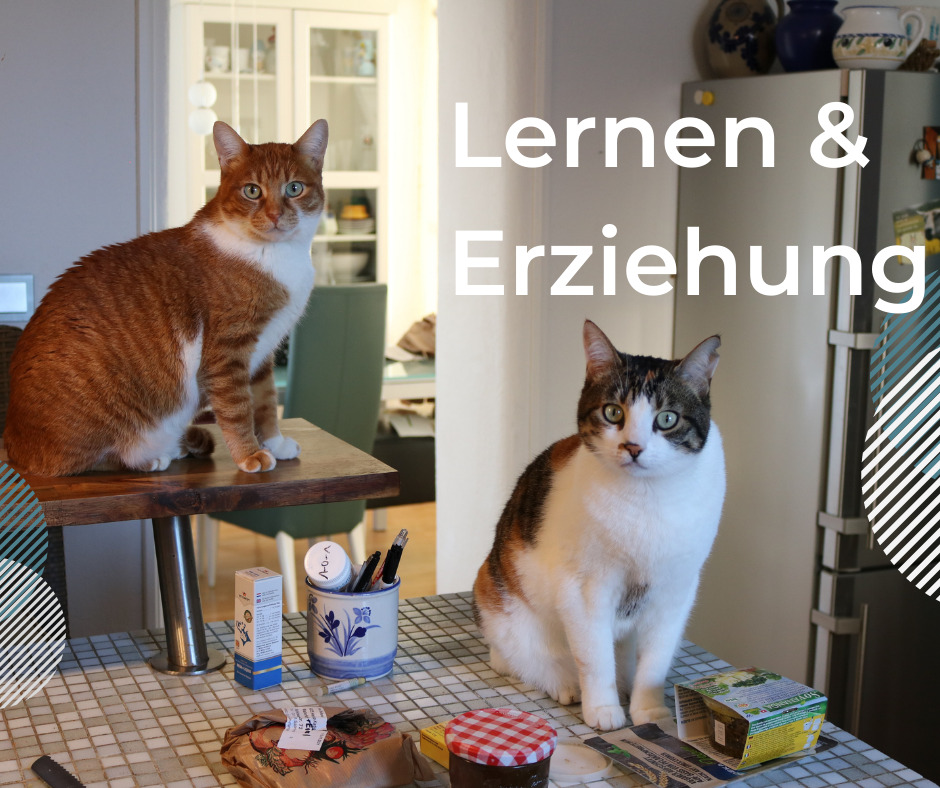 Lernen & Erziehung wohnraum katzen
