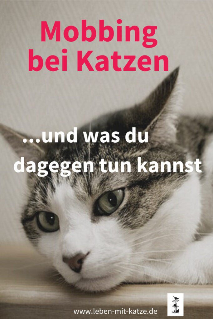 katze mobbt und stalkt andere katze