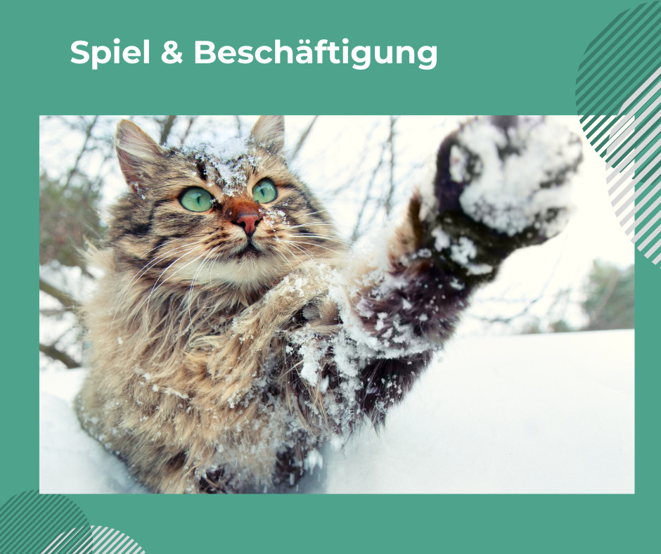 Spiel & Beschäftigung Katze spielt mit Cat Mountain