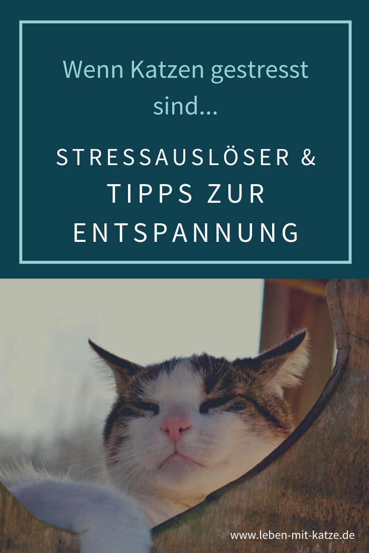 Stress - Auslöser & Tipps was du tun kannst wenn deine katze gestresst ist