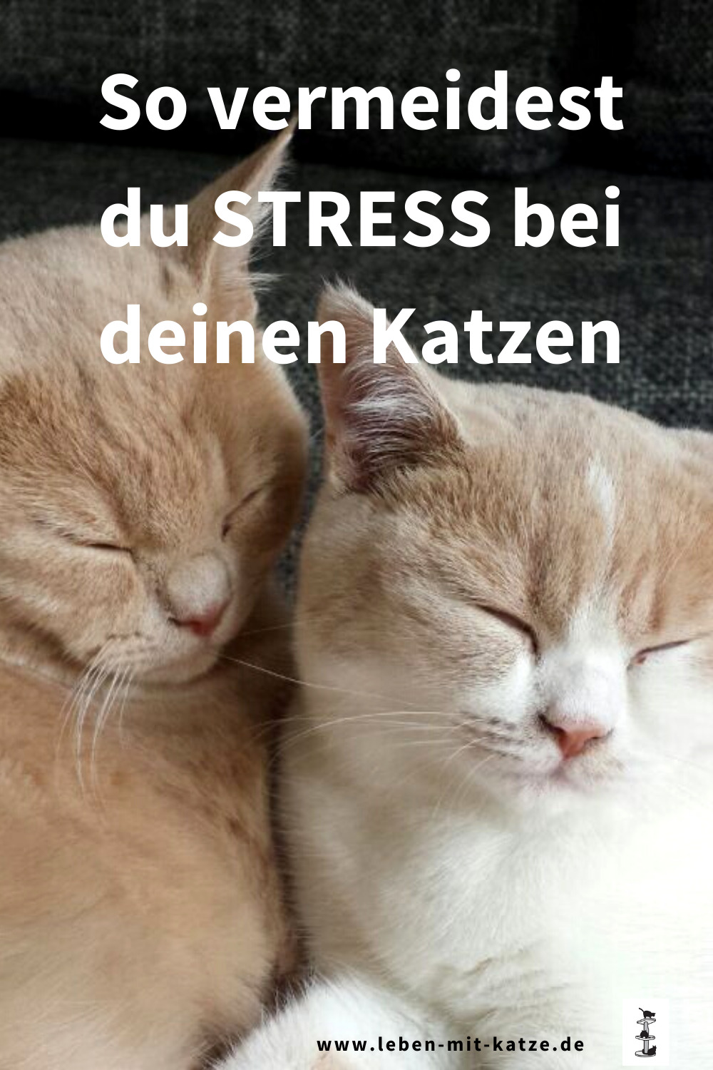 Gestresste Katzen beruhigen mit diesen Methoden
