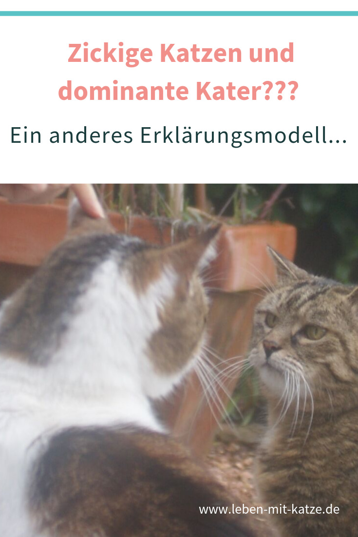 Zickige Katzen warum katzen keine zocken sind und kater keine machos oder dominant