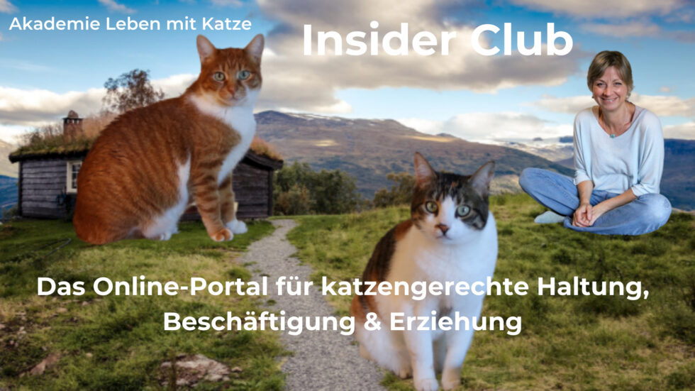 Katze Markiert Plötzlich Im Haus Katze markiert im Haus: Ursachen & Tipps