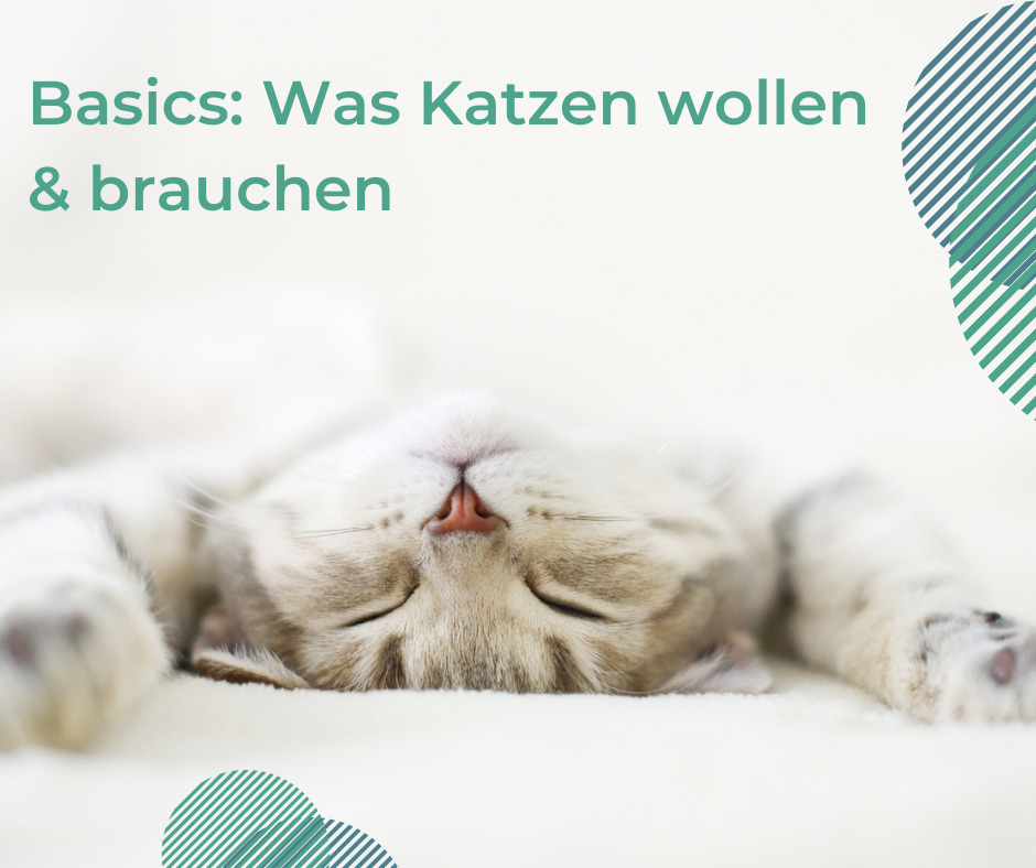 basics Überfürsorge bei Katzen