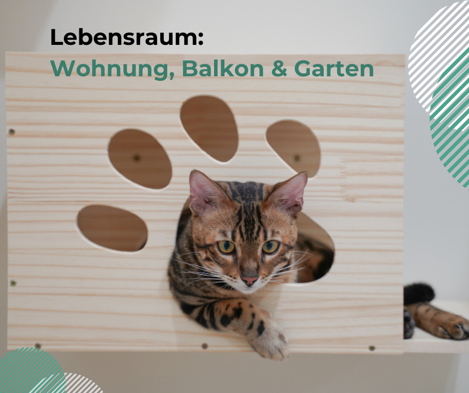 lebensraum Holzhaus im Garten für deine Katzen
