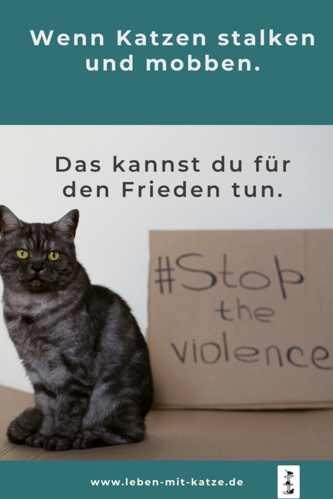 kater jagt katze