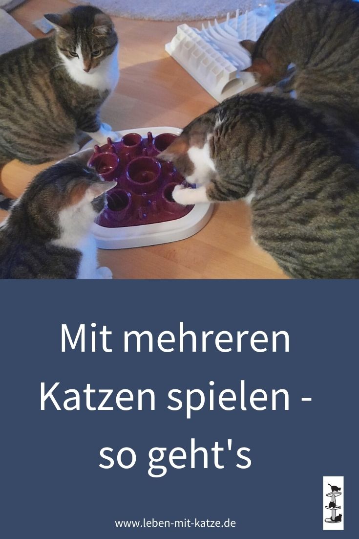 spielen mehrere Katzen mit mehreren katzen spielen