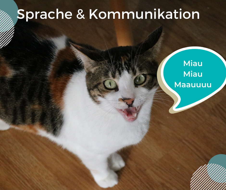 sprache & kommunikation meine katze sitzt so komisch, kauerhaltung bei katzen