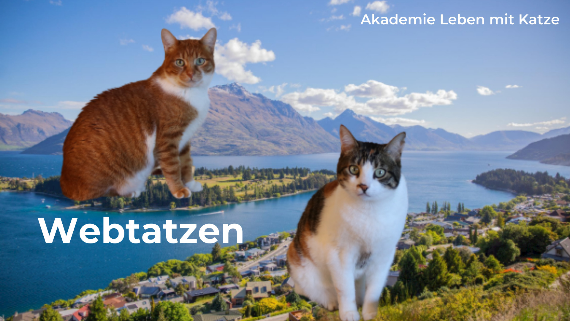 webtatzen leben mit katze akademie
