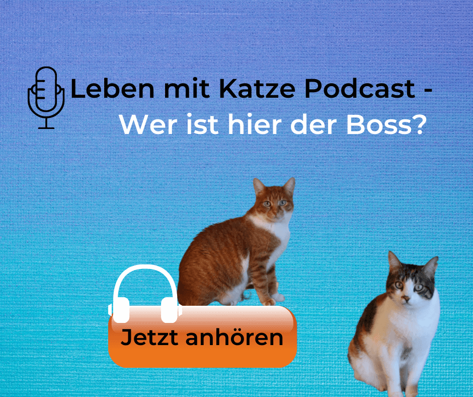 Leben mit Katze Podcast wer ist hier der boss rangordnung katzen