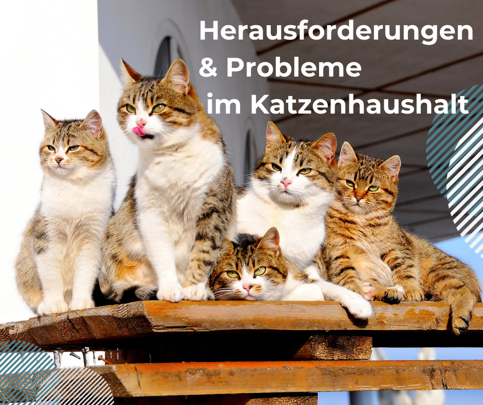 onlinekurse und veranstaltungen katzen