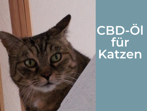 CBD-Öl für Katzen richtig einsetzen