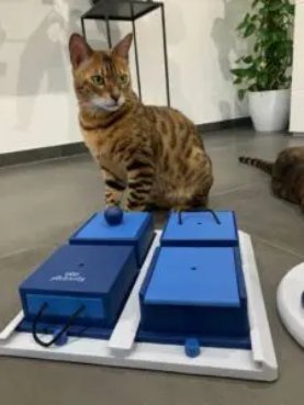 Cat activity Brain Mover katzen