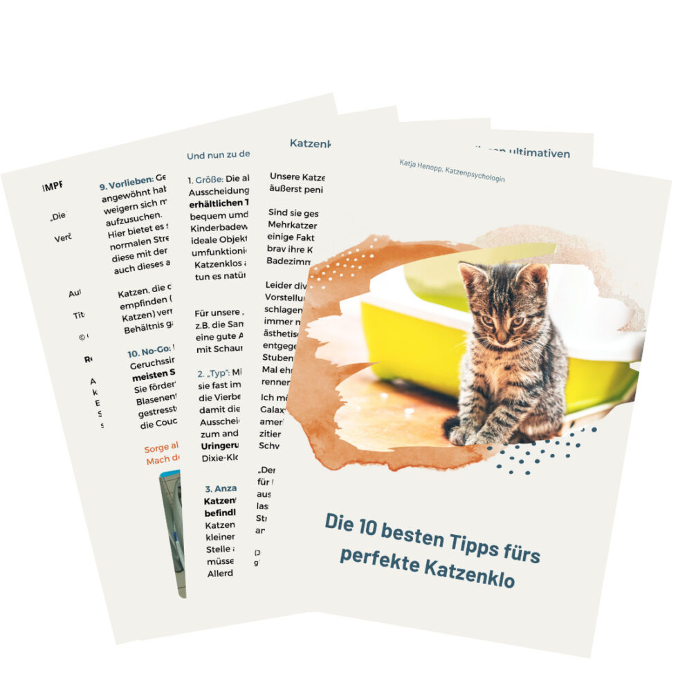 Deine Katze pinkelt auf die Couch? Tipps der Katzenexpertin