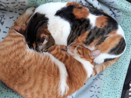 Katzenharmonie