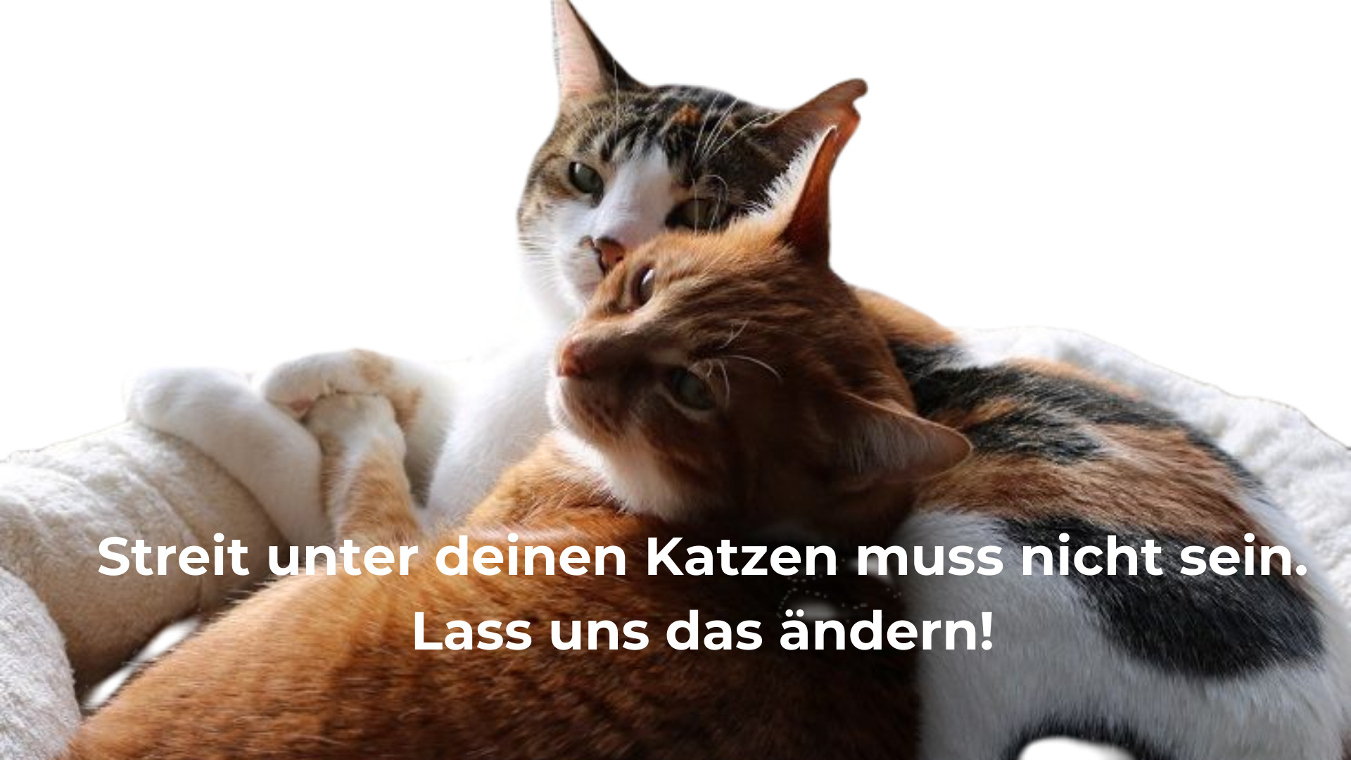 katja henopp katzenpsychologie katja henopp verhaltensberatung katze