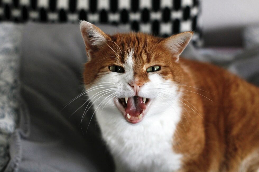 Katze beißt plötzlich beim Streicheln das steckt dahinter! Katze beißt plötzlich beim Streicheln das steckt dahinter!