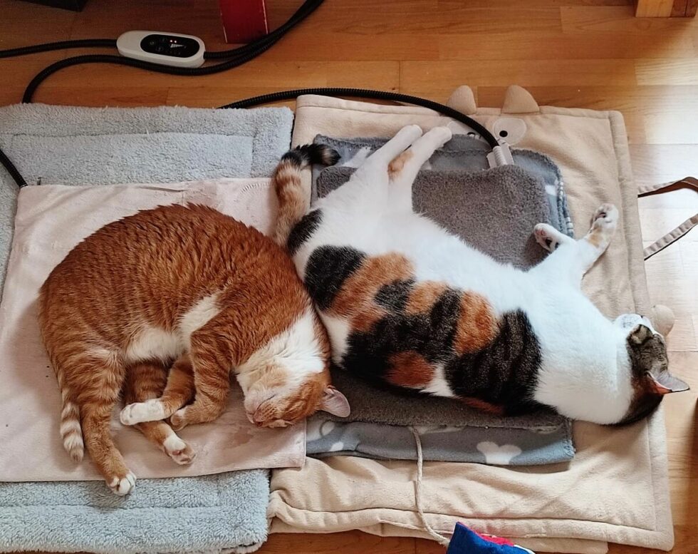 Katze Hat Schmerzen Am Hinteren Rücken leben-mit-katze.de