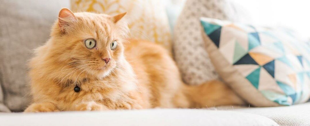 Deine Katze pinkelt auf die Couch – Ursachen & Lösungen