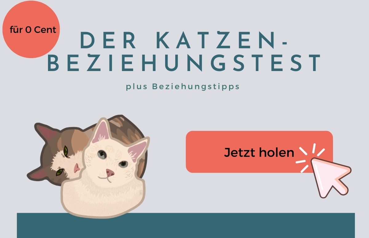 katzen-beziehungs-test, so verstehen sich deine Katzen