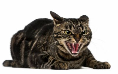 Deine Katze ist aggressiv – Ursachen & Lösungen
