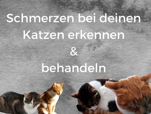 Vortrag im Saarland - Schmerzen bei Katzen erkennen