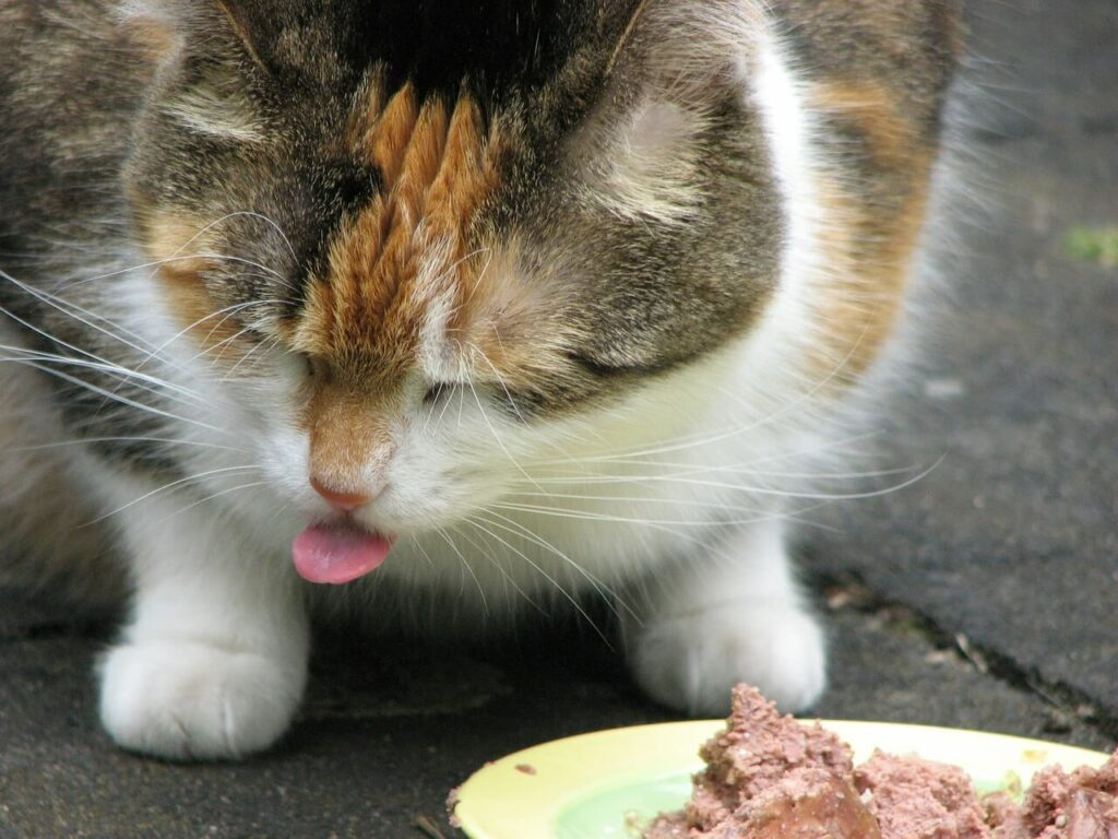wie viel darf eine katze fressen, wie oft und wann