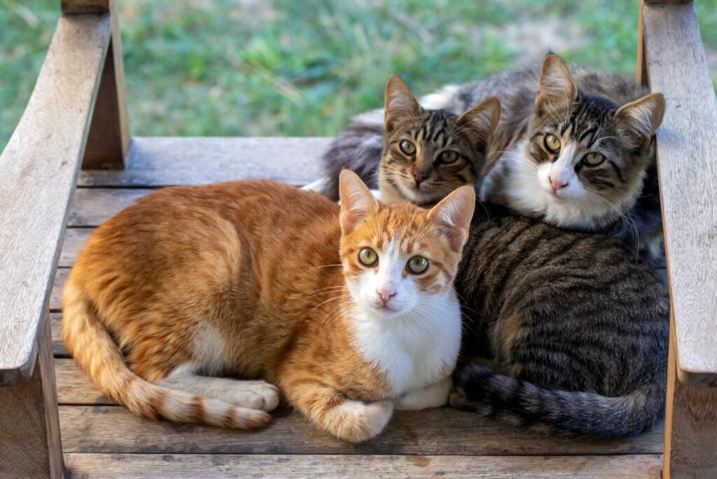 Mehrkatzenhaushalt katzen verstehen sich
2 oder 3 katzen