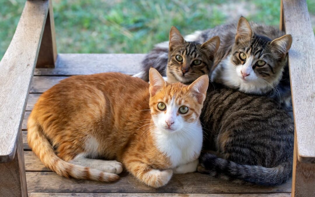 Wenn das Zusammenleben schwierig wird: Tipps für harmonische Mehrkatzenhaushalte