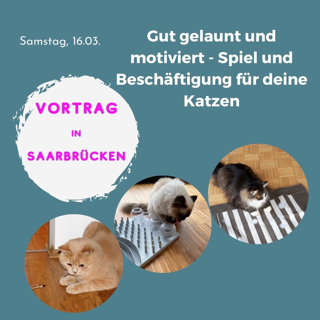 Katzenverhalten Veranstaltung, Vortrag, Saarland, Saarbrücken