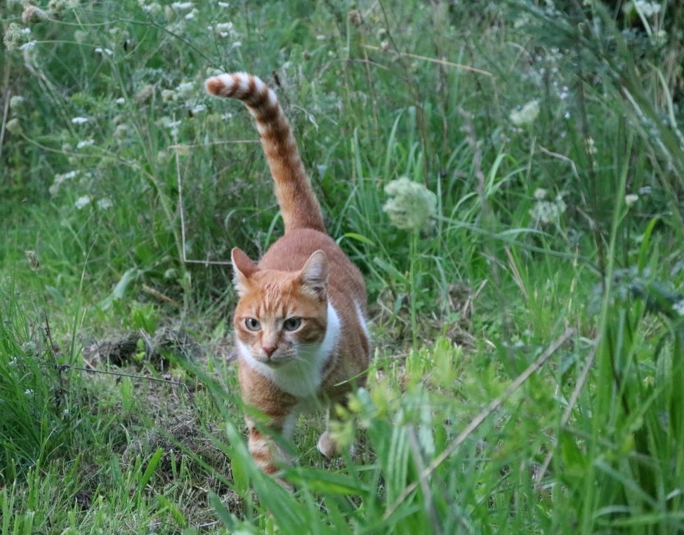 Katze kommt auf Menschen zu