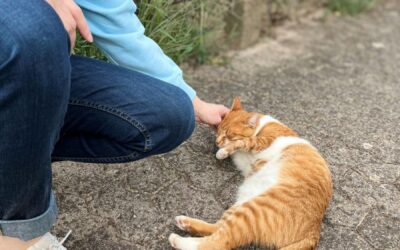 Typische Missverständnisse in der Kommunikation zwischen Mensch und Katze – und wie du diese vermeidest