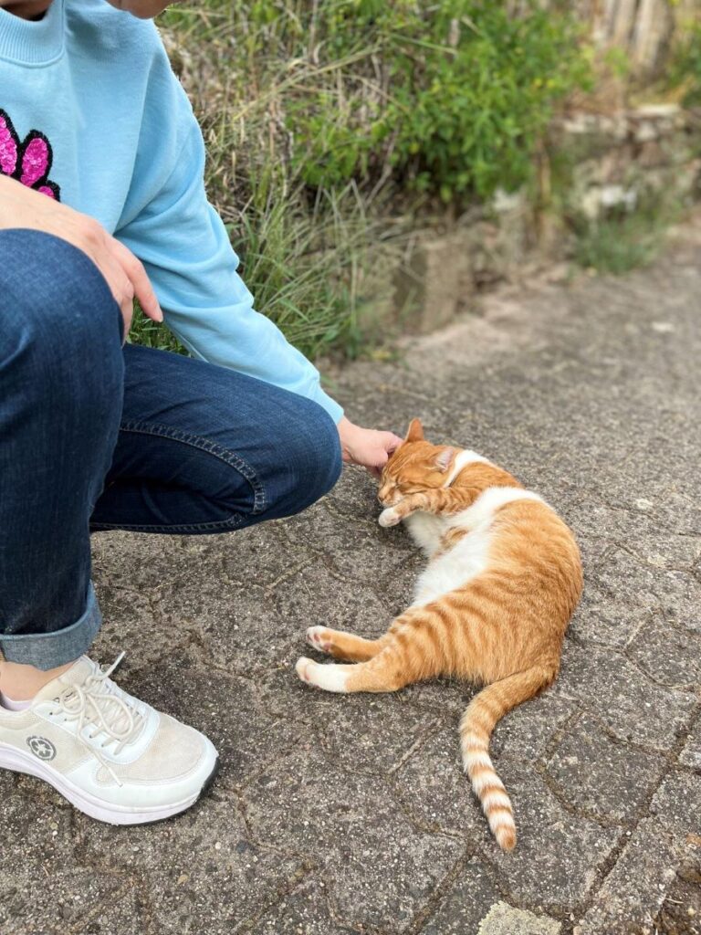  Katze Mensch kommunikation