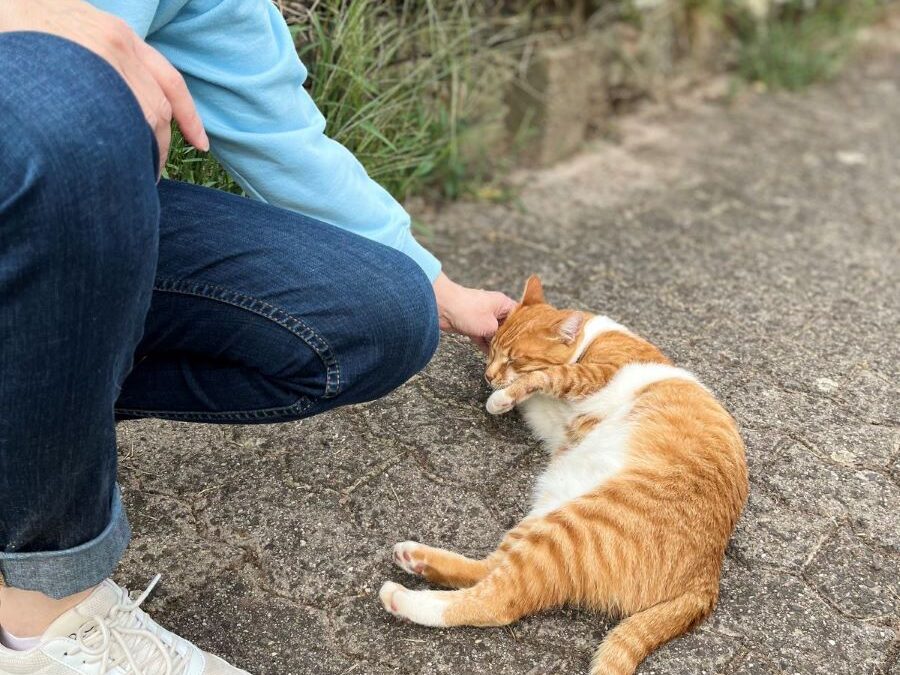 Typische Missverständnisse in der Kommunikation zwischen Mensch und Katze – und wie du diese vermeidest