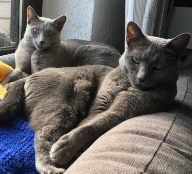 Mitgliederbereich Katze